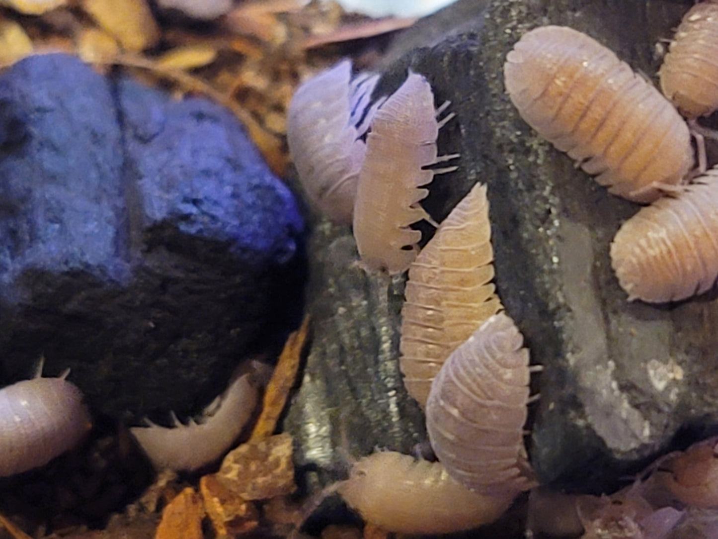 Sandstone