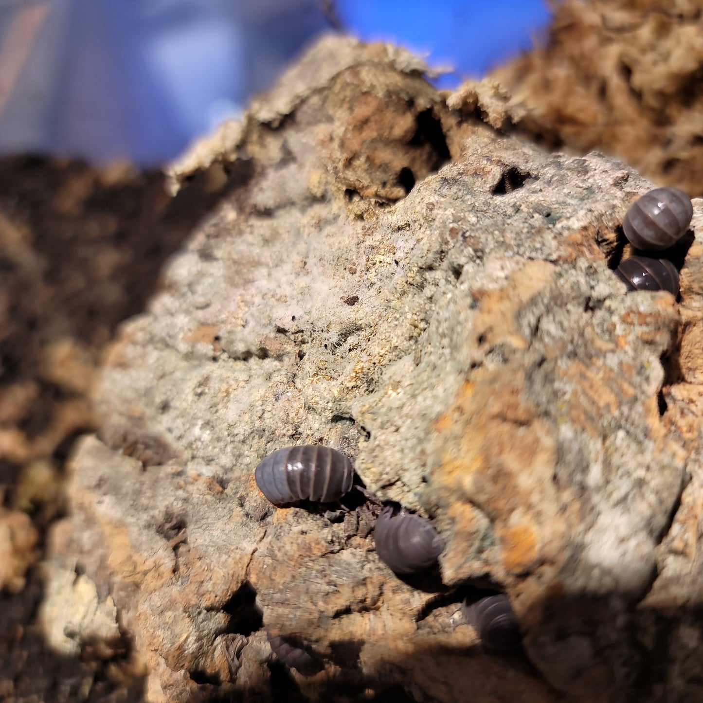 Armadillo Officionalis- Spain