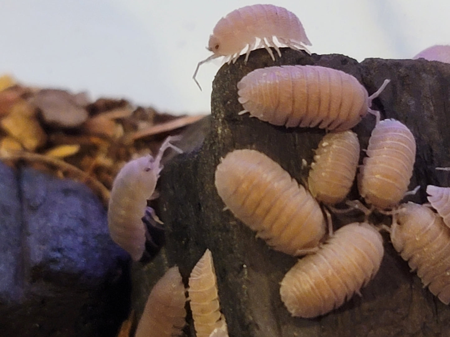 Sandstone