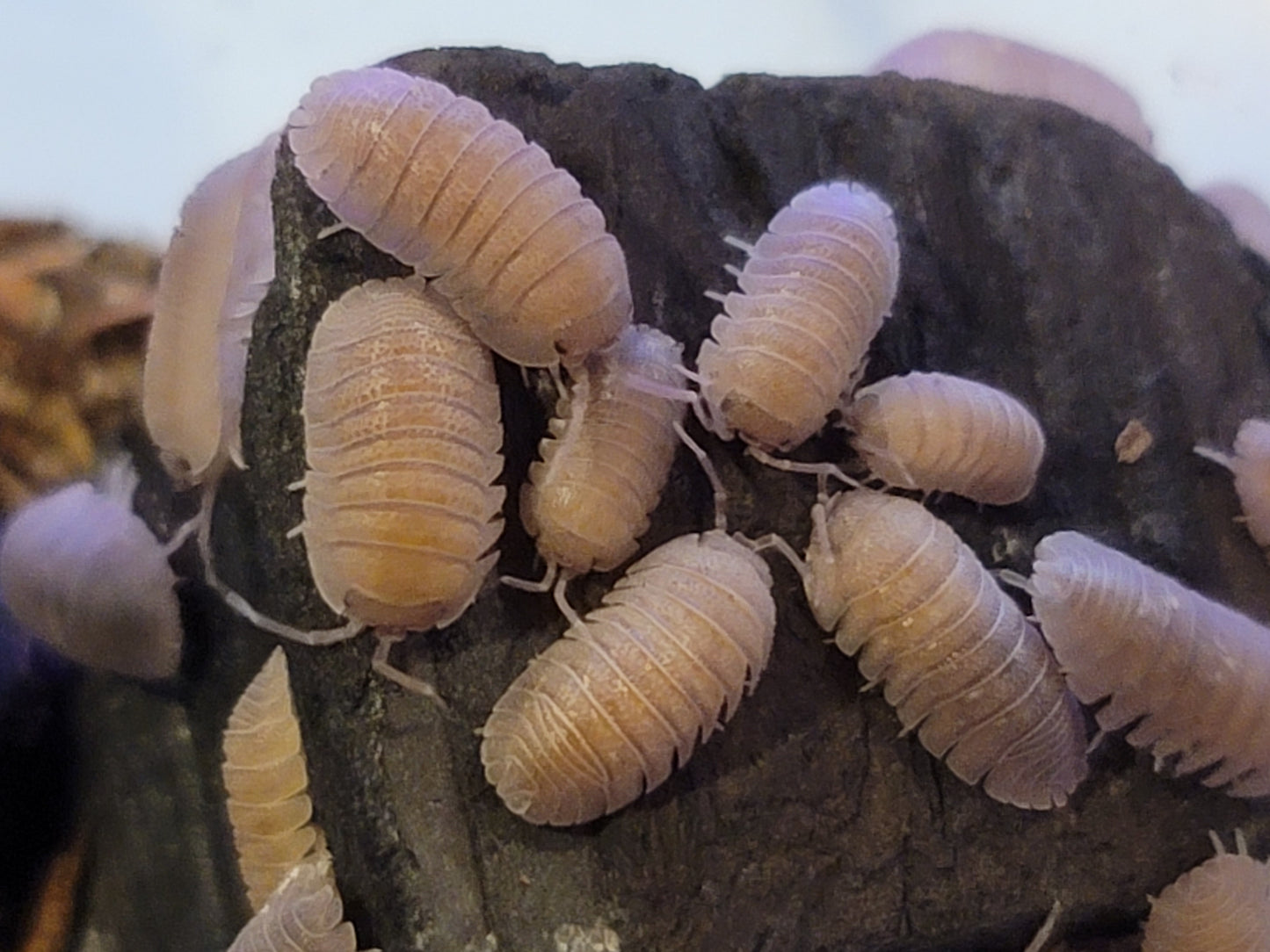 Sandstone