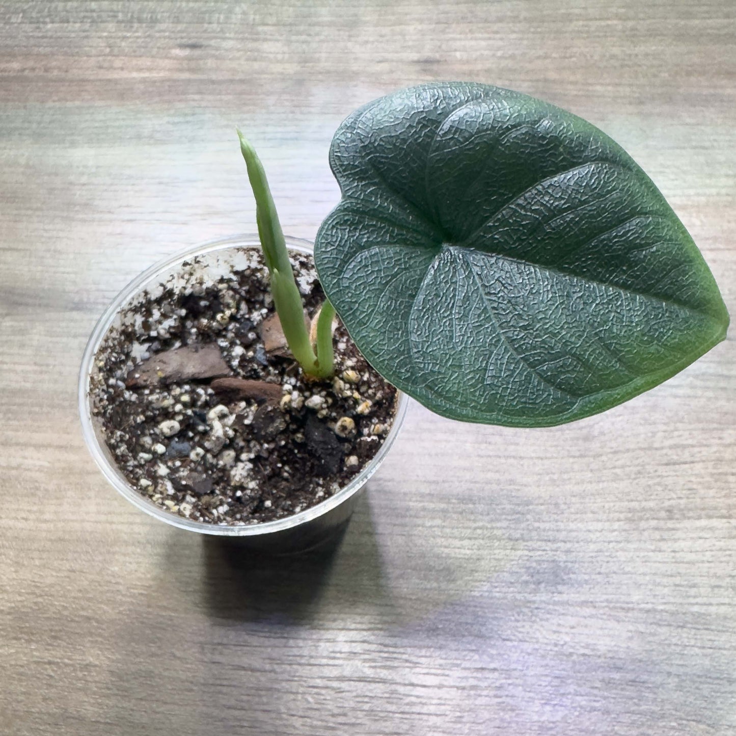 Alocasia rugoso (Melo)