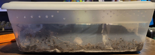 Isopod Bin with Air Holes