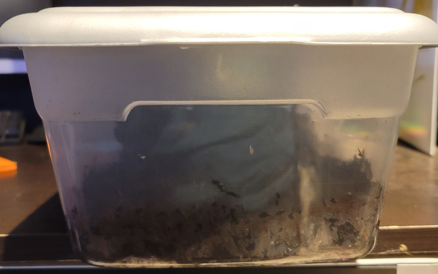 Isopod Bin with Air Holes